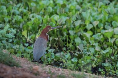 Rufescent Tiger Heron, Tigrisoma lineatum. Pantanal, Mato Grosso, Brezilya.