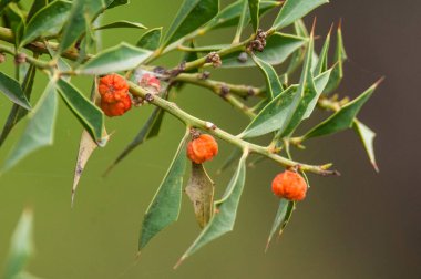 Jodina Rhombifolia, yapraklar ve meyveler, Calden Ormanı, La Pampa Arjantin