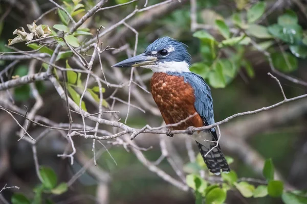 Anillado Kingfisher Encaramado Orillas Del Río Cuiaba Mato Grosso Pantanal —  Fotos de Stock