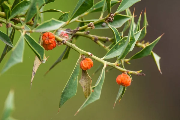 Jodina Rhombifolia Foglie Frutti Foresta Calden Pampa Argentina — Foto Stock