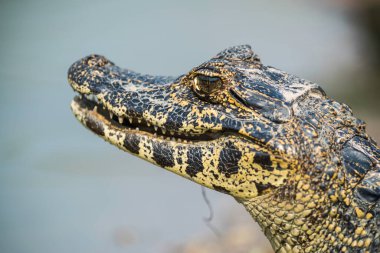 Geniş burunlu kayman, (Kayman latirostris) bebek, Pantanal, Mato Grosso, Brezilya.