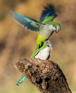 Muhabbet kuşu Calden, La Pampa, Patagonya, Arjantin 'in bir koluna tünedi.