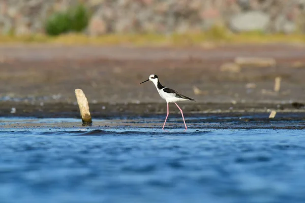 stock image Southern Stilt, Himantopus melanurus in flight, La Pampa Province, Patagonia, Argentina