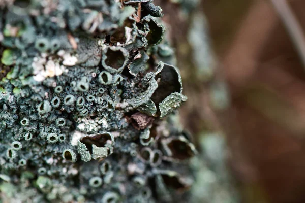 Lichens Anexados Galho Árvore Província Pampa Patagônia Argentina — Fotografia de Stock