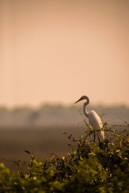 Egretta alba, Great Egret, Pantanal, Mato Grosso, Brezilya.