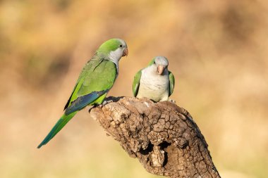 Muhabbet kuşu Calden, La Pampa, Patagonya, Arjantin 'in bir koluna tünedi.