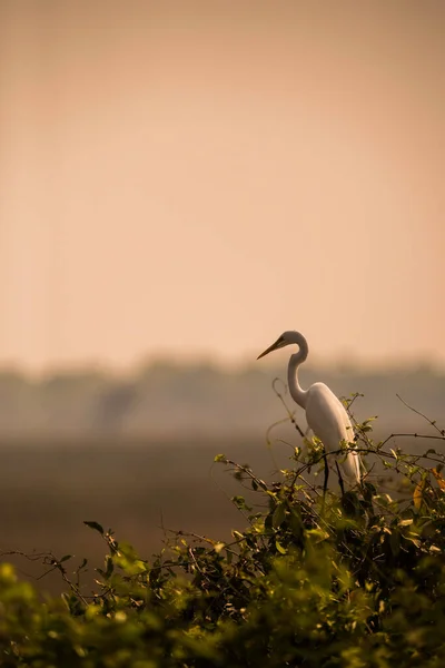 Egretta Alba Great Egret Pantanal Mato Grosso Brasil — Fotografia de Stock