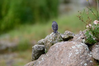 Tesisatçı Sierra Finch, Quebrada del Condorito Ulusal Parkı, Cordoba Eyaleti, Arjantin