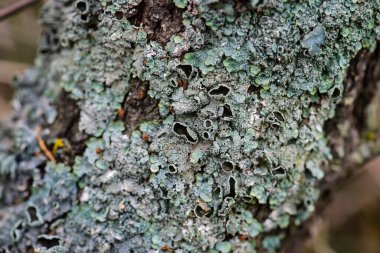 Lichens, La Pampa Eyaleti, Patagonya, Arjantin 'de bir ağaç dalına bağlanmış..
