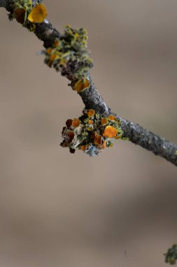 Lichens, La Pampa Eyaleti, Patagonya, Arjantin 'de bir ağaç dalına bağlanmış..