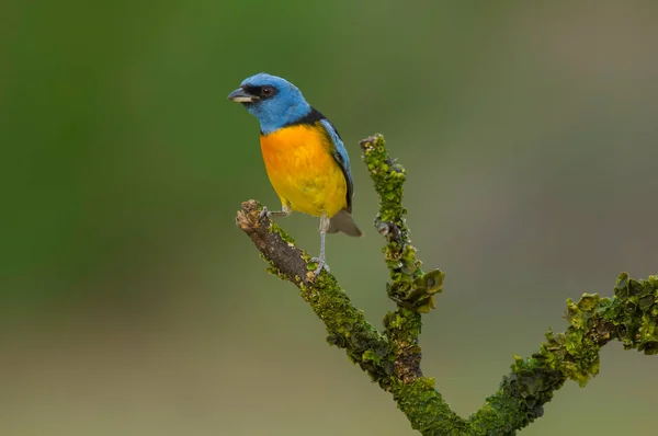 Blue Yellow Tanager Мужской Pampa Province Патагония Аргентина — стоковое фото