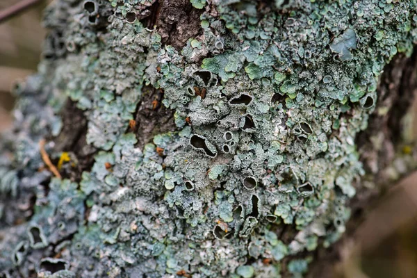 Lichens Anexados Galho Árvore Província Pampa Patagônia Argentina — Fotografia de Stock