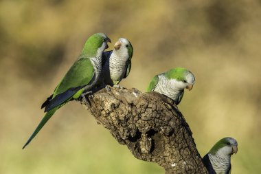 Muhabbet kuşu Calden, La Pampa, Patagonya, Arjantin 'in bir koluna tünedi.