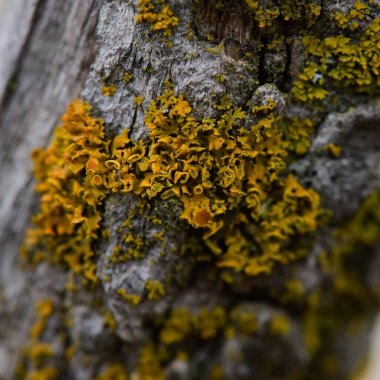 Lichens, La Pampa Eyaleti, Patagonya, Arjantin 'de bir ağaç dalına bağlanmış..