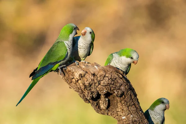 Parakeet Perched Branch Calden Pampa Patagonia Argentina — Stock Photo, Image