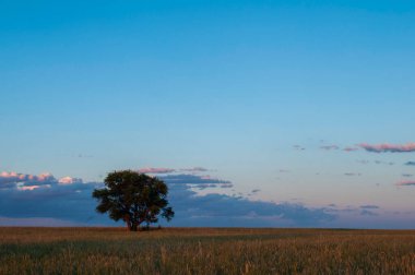 Pampas ağacı manzarası, La Pampa ili, Patagonya, Arjantin.