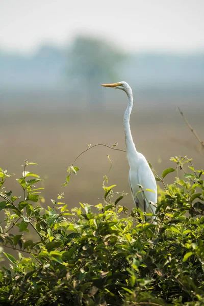 Egretta Alba Great Egret Pantanal Mato Grosso Brasil — Foto de Stock