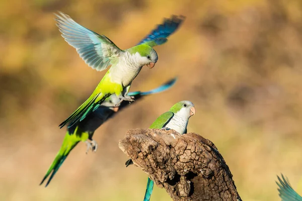 Parakeet Empoleirado Ramo Calden Pampa Patagônia Argentina — Fotografia de Stock