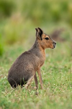 Patagonya Cavi, Patagonya Mara, Yarımada Valdes, Patagonya, Arjantin