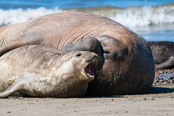 Male Elephant Seal Peninsula Valdes Patagonia Argentina — Stock Photo, Image