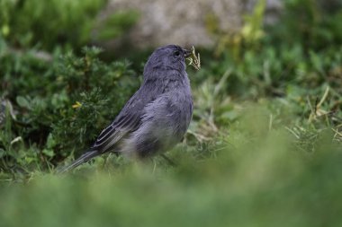 Tesisatçı Sierra Finch, Quebrada del Condorito Ulusal Parkı, Cordoba Eyaleti, Arjantin