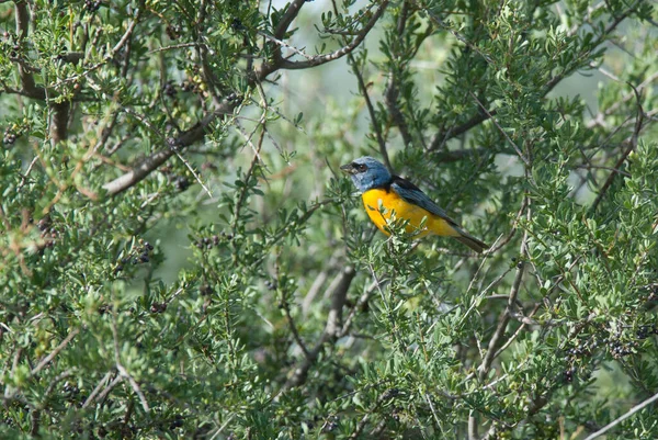 Blue Yellow Tanager Female Επαρχία Pampa Παταγονία Αργεντινή — Φωτογραφία Αρχείου
