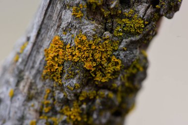 Lichens, La Pampa Eyaleti, Patagonya, Arjantin 'de bir ağaç dalına bağlanmış..