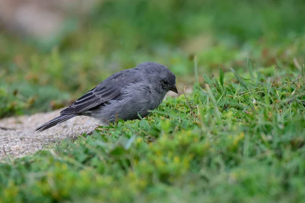 Tesisatçı Sierra Finch, Quebrada del Condorito Ulusal Parkı, Cordoba Eyaleti, Arjantin