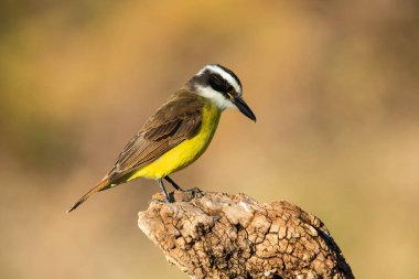 Büyük Kiskadee, Pitangus sülfür, Calden Ormanı, La Pampa, Arjantin