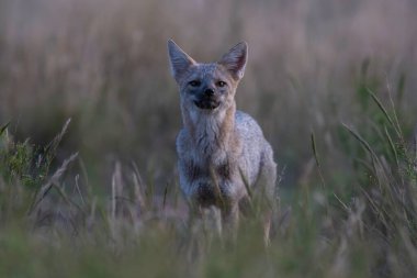 Pampas otlağında Fox, La Pampa ili, Patagonya, Arjantin.