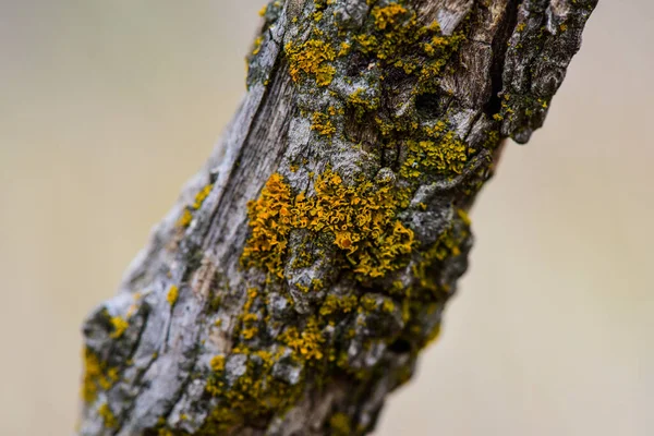 Lichens Attached Tree Branch Pampa Province Patagonia Argentina — Stock Photo, Image