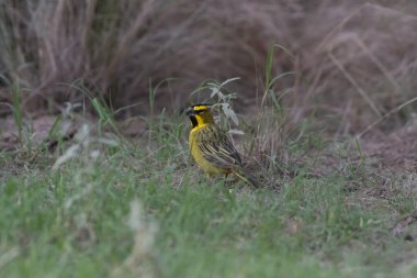 Sarı Kardinal, Gubernatrix Cristata, La Pampa, Arjantin 'de nesli tükenmekte olan türler