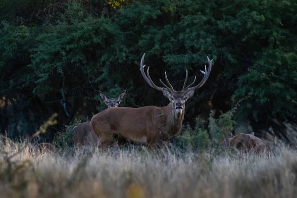 Deer Standing Meadow — Stock Photo, Image