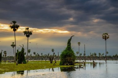 La Estrella Marsh, Formosa, Arjantin 'de palmiye manzarası.