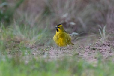 Sarı Kardinal, Gubernatrix Cristata, La Pampa, Arjantin 'de nesli tükenmekte olan türler