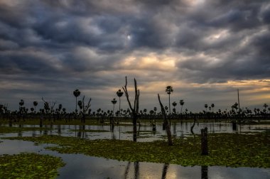La Estrella Marsh, Formosa, Arjantin 'de palmiye manzarası.