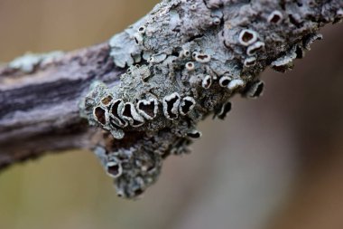 Lichens, La Pampa Eyaleti, Patagonya, Arjantin 'de bir ağaç dalına bağlanmış..