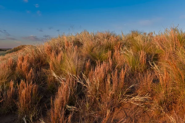 阿根廷巴塔哥尼亚La Pampa省Pampas草地景观 — 图库照片