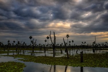 La Estrella Marsh, Formosa, Arjantin 'de palmiye manzarası.
