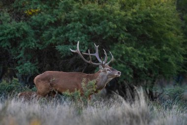 Kızıl geyik, La Pampa 'da kükreyen erkek, Arjantin, Parque Luro, Doğa Koruma Alanı