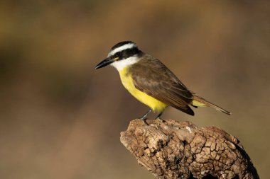 Büyük Kiskadee, Pitangus sülfür, Calden Ormanı, La Pampa, Arjantin
