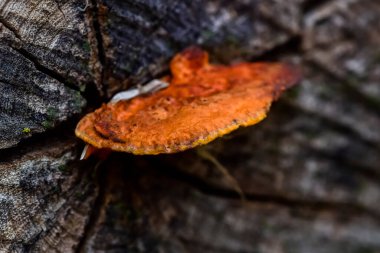 Bir ağacın gövdesinde turuncu mantar, La Pampa Eyaleti, Patagonya, Arjantin.
