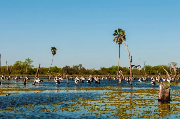 Maguari Stork Flock Wetland Environment Estrella Marsh Formosa Province Argentina — Stock Photo, Image