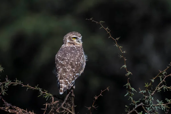 Burrowing Owl Arroccato Provincia Pampa Patagonia Argentina — Foto Stock
