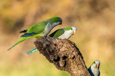 Muhabbet kuşu Calden, La Pampa, Patagonya, Arjantin 'in bir koluna tünedi.