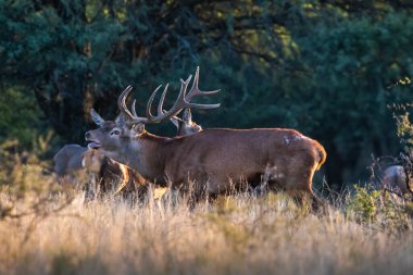 Kızıl geyik, La Pampa 'da kükreyen erkek, Arjantin, Parque Luro, Doğa Koruma Alanı