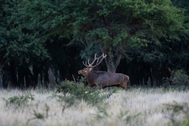 Kızıl geyik, La Pampa 'da kükreyen erkek, Arjantin, Parque Luro, Doğa Koruma Alanı