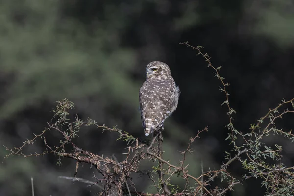 Burrowing Owl Perched Επαρχία Pampa Παταγονία Αργεντινή — Φωτογραφία Αρχείου