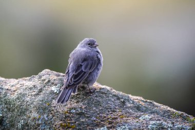 Tesisatçı Sierra Finch, Quebrada del Condorito Ulusal Parkı, Cordoba Eyaleti, Arjantin