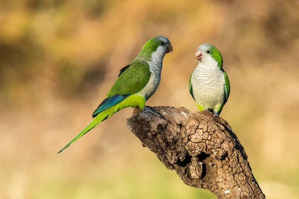 stock image Parakeet perched on a branch of Calden , La Pampa, Patagonia, Argentina